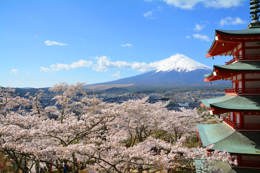 五重塔と桜富士